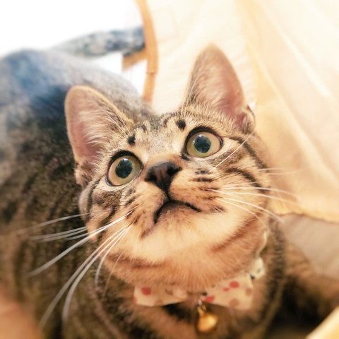 お口ぷくぷくの子猫