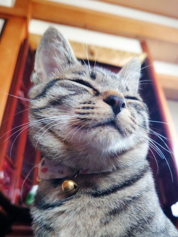 ニッコリしてる子猫