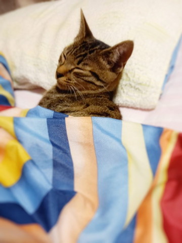 布団で寝てる子猫