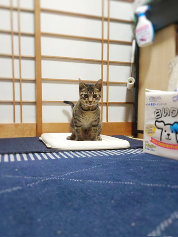 ワンコ用トイレでしてる猫