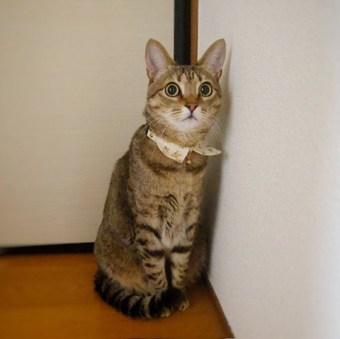 お座りしてる猫