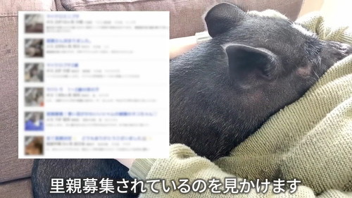 里親募集