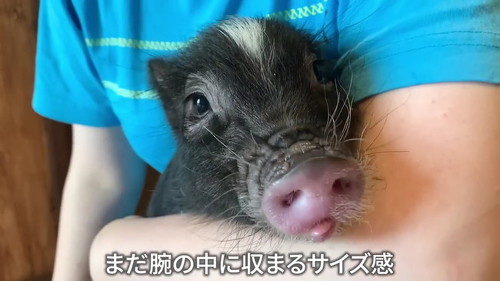 サイズ感