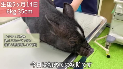 5カ月