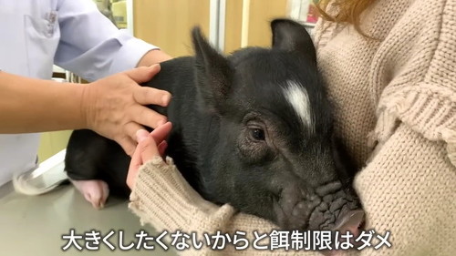餌制限