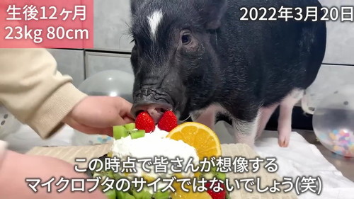 1歳