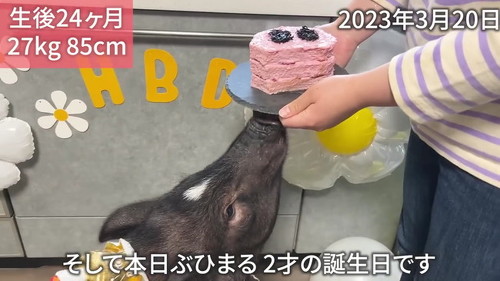 2歳