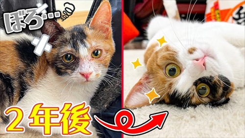 猫成長ビフォアフ