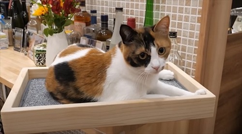 ベルちゃん横顔