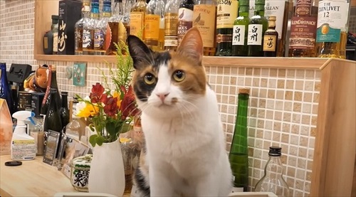 病弱だった捨て猫のその後