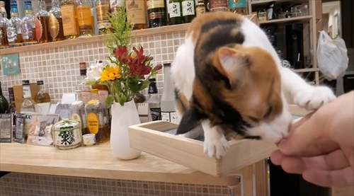 ササミもらった猫