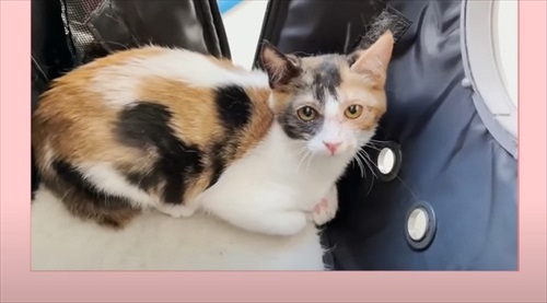 お迎えしたころの猫