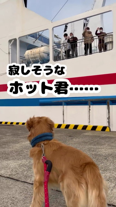 並走する犬