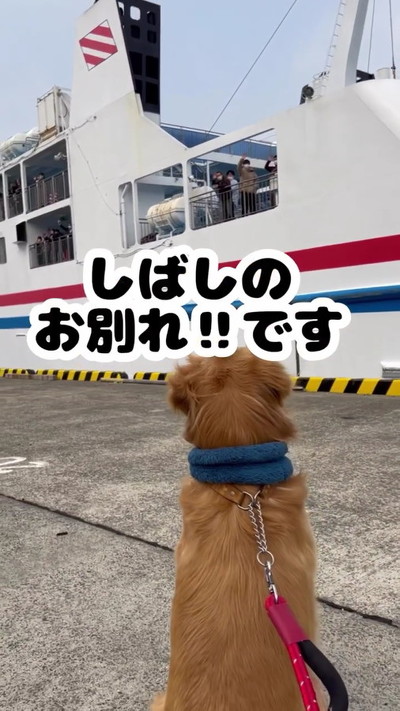 ついていく犬