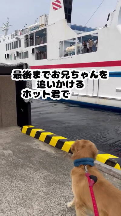 追いかける犬