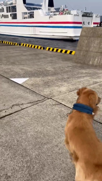 追いかける犬最後