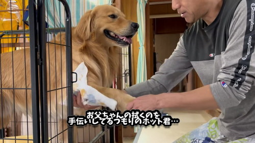 手伝う犬