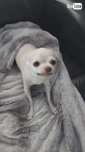 なでられて正反対の反応を示すチワワたち