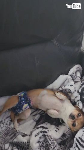 なでられて正反対の反応を示すチワワたち