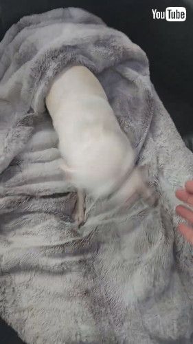 なでられて正反対の反応を示すチワワたち