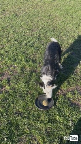 ボールトフリスビーで同時に遊びたい犬