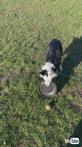 ボールトフリスビーで同時に遊びたい犬