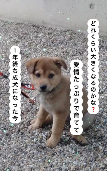 立派に成長した保護子犬