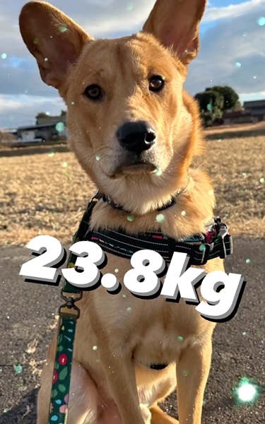 立派に成長した保護子犬