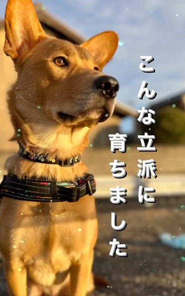 立派に成長した保護子犬