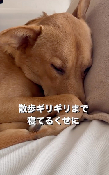 ワンコあるある