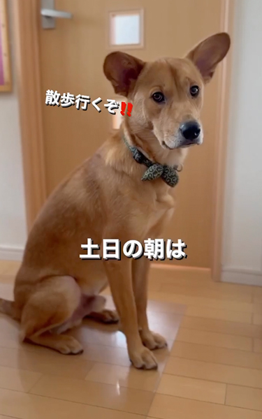 ワンコあるある