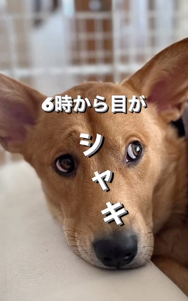 ワンコあるある