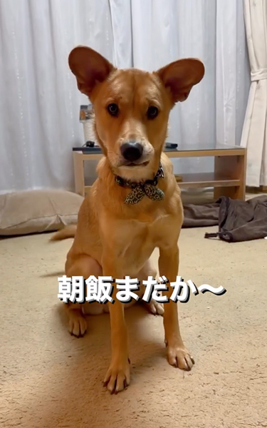 ワンコあるある