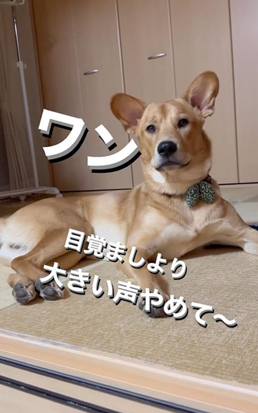 ワンコあるある