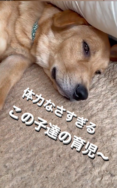 ワンコあるある