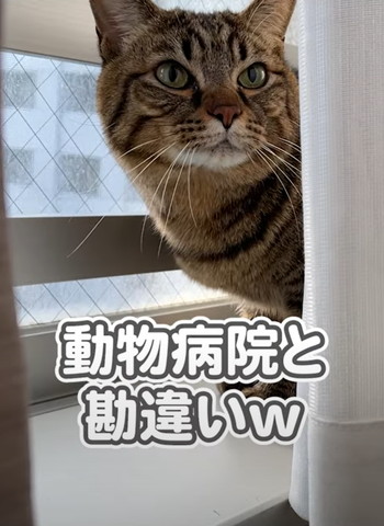 動物病院と勘違いテロップ