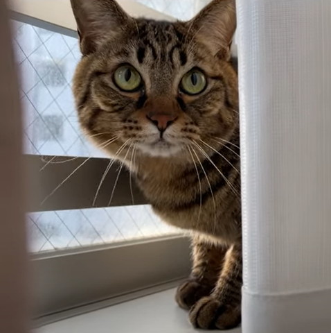 窓際からのぞく猫ちゃん