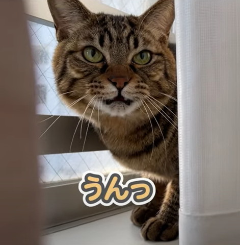 うんテロップ
