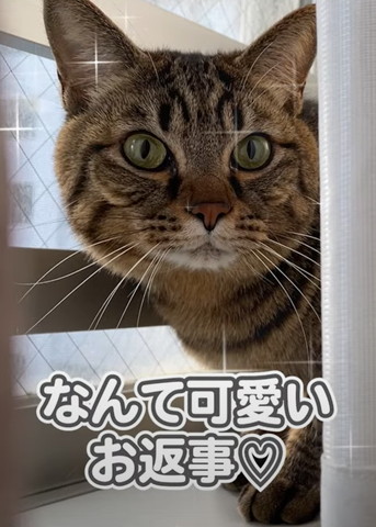 なんてかわいいお返事テロップ