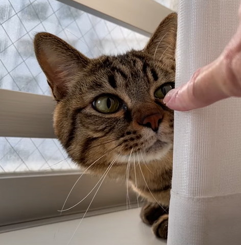 飼い主の指の匂いかぐ猫