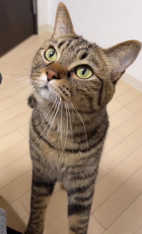 膝に前足のせる猫
