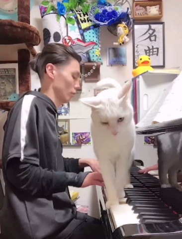 ピアノの上をバックしていく猫