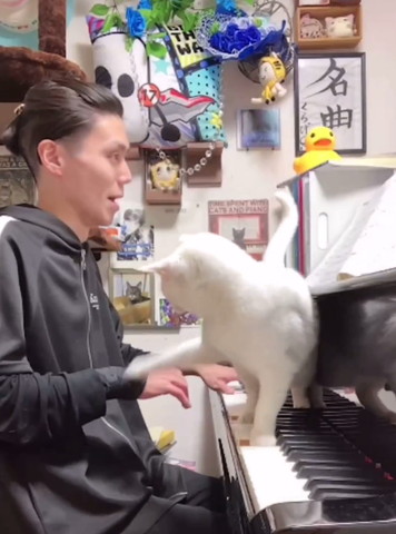 飼い主の手をたたく猫