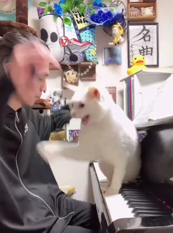 前足振り上げて口あけてる猫