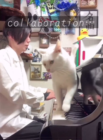 左前足あげてバックする猫