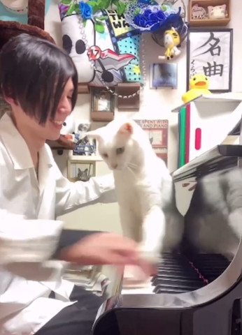 飼い主の手を猫パンチ