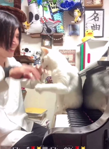 飼い主の両手を見ながら手を伸ばす猫