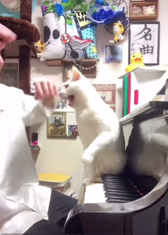 びびってるような飼い主と鳴く猫