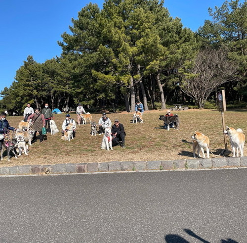 たくさんの秋田犬