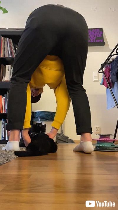 ハーネスを付けた猫